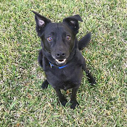Adopt a dog:Quinn /Labrador Retriever / Pomeranian Mix/Male/Adult,Quinn is about 18 mos 28 lbs. He and his brother were dumped on a highway. He is shy and timid, but a great housemate that loves being with his humans. He will be your shadow. All he wants to do is please you. He is learning to walk on a leash. He will do best in a quiet calm house with middle-aged/retired couples that like walks. He does like calm dogs and kids and nice cats but will be just happy being only an indoor dog with a dog bed. He wears his expression in his head turns as he is a distemper survivor. He is healthy, but just has a slight head "twitches" that are only noticeable when stressed.