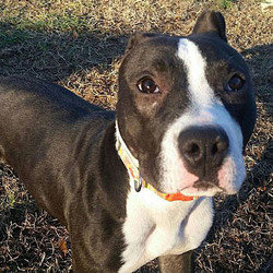 Adopt a dog:Peppermint Patty/Pit Bull Terrier Mix/Female/Young,Peppermint Pattyis shy but full of energy. The rescue will require that the adopter attend an obedience class with Patty so she can continue with manners training - and have a successful experience in a home. At the present time Patty is all puppy - meaning she can be rude, she jumps up and forgets how big she is. She is happy and optimistic about life and will make someone a wonderful companion pup.Come meet this lovely girl and see if she is the one for you.