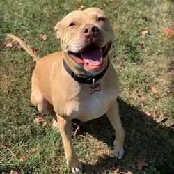 Female Pit Bull Terrier / Shar-Pei Mix is available for adoption