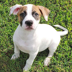 Perdita/American Bulldog/Female/38 weeks,Perdita is a sweet, spunky, and striking girl. She will be lean, athletic, and muscular, and she has an extremely feminine bearing. She will make an excellent family protector and exercise partner. Perdita's sire is CH Nobilis Walk the line, and the dam is our Wessons' Nova. She comes with limited NKC registration, health guarantee, and lifetime training advice and support.Perdita can't wait to shower you with puppy love, so hurry! Don't miss out on the pup of a lifetime!