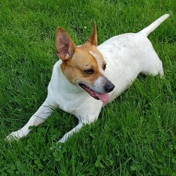 Adopt a dog:Batty/Jack Russell Terrier / Australian Cattle Dog / Blue Heeler Mix/Male/Adult,Introducing volunteer favorite, Batty! Batty is a three year old neutered male Jack Russell Terrier / Australian Cattle Dog Mix! Batty is a very smart fella who will thrive best if he has a job to do! Staff feels he might do very well in a farm type setting, where he can enjoy the job of herding animals! Fun fact: Batty loves belly rubs once he gets to know you of course! Because Batty enjoys all the love and attention staff feels he would need to be the only pet in the family. An owner who has patience and time to devout to training / setting boundaries would help Mister Batty to succeed and and thrive! It will take some patience and time / visits for Batty to learn to trust you, but when he trusts you, he will be your new BFF! Due to resource guarding this furry fella does have child restrictions. Applications for Adoption are now being accepted for Batty. Applications must be reviewed/approved by our Dog Staff before a Meet and Greet is scheduled. Please visit lebanonhumane.org to print our Adoption Application or one may be picked up anytime during open business hours here at our shelter.