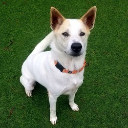 Adopt a dog:Wagner/ Shepherd / Canaan Dog Mix/Male/Senior,Welcome Wagner! Wagner is a small shepherd mix or maybe Canaan Dog, only weighing 43 pounds. Wagner traveled quite a long way to the sanctuary and we are happy to have this handsome fella. He is a playful guy! Wagner is 7 years old and very agile, as one of his favorite places to go in the play yard is the top of our A-Frame. It gives him a better view of everything going on! His future home must have a 6ft fenced in yard.Stop by and meet Wagner today!