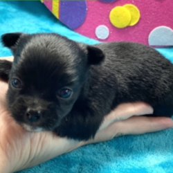 Claudia/Chihuahua/Female/5 Weeks,Meet Claudia! She is the true friend you’ve been looking for. will have a nose to tail vet check and arrive with a current health certificate. She can’t wait to be cuddled in your arms for naps or playing with you outside on those bright, sunny days. You can depend on Claudia to put a smile on your face every morning when you wake up to her. Act now before you miss out on this little girl.