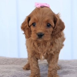 Wanda/Cockapoo/Female/5 Weeks,“I know you've been looking for the perfect puppy and I think I have all the right qualifications for the position. First, I'd like to say that I have a lifetime experience of being cute. I've been a cutie since the day I was born! My fur is unlike any other and my cute face has been known to melt a heart or two. Next, I am versatile. I am always ready for hours of play or even a day full of movies and snuggles. I also happen to be well-socialized; I'll get along with anyone who comes my way. I even have references. The person in the white coat says I am healthy and ready to go. I sure hope I get the job because I'd love to come home to you!”