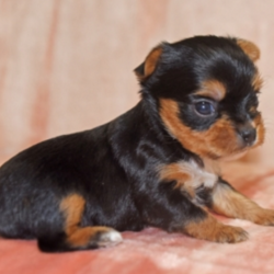Alana/Yorkshire Terrier/Female/4 Weeks,“Yes, that is me in the pictures and yes I am just as cute in person, if not even cuter! You don't have to bother looking anymore because I know that I am the one for you. I will be the very best friend that you have ever had! I'm fun-loving and sweet, so we will have lots of great time together. Wouldn't you just love to take me home? I know I can't wait to meet you!”