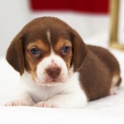 Dory/Beagle/Female/5 Weeks,Meet Dory! She is the true friend you’ve been looking for. Dory will have a nose to tail vet check and arrive with a current health certificate. She can’t wait to be cuddled in your arms for naps or playing with you outside on those bright, sunny days. You can depend on Dory to put a smile on your face every morning when you wake up to her. Act now before you miss out on this little girl.