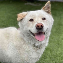 Adopt a dog:Jinsoon/Jindo/Female/Adult,Jinsoon is about 8 years old, and currently in the low 50lbs range.

She has just arrived in our rescue, and we will be posting more updates as we get to know her better.
She is a friendly, happy dog, though initially a little on the shy side.
She walks well on leash, but if startled, will jump - we expect this to reduce over time as she gets to know her handlers.

She appears to get along with other dogs, but as with any dog to dog introduction, we'd recommend patience, caution and care.
We have not tested her with cats, other small critters, or small children yet, but would expect her to have a normally high prey drive for smaller, wild animals (squirrels, rabbits etc) and again, would recommend caution with any introduction (regardless of the dog's breed).

A very sweet lady indeed!

Contact us for more information, and visit our website to complete an adoption application form:

www.twodogfarms.com/adopt

Adoption fees are $300.00.

info@twodogfarms.com