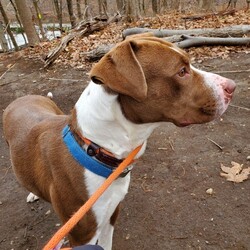 Adopt a dog:NANO/American Staffordshire Terrier/Male/Young,NANO is a special boy - just 3 yrs old, neutered, up to date on all shots - 55lbs. Very sweet & friendly. Healthy with a great attitude. Smart and energetic, Likely best in an only dog home with children over age 13 - but may be fine with friendly respectful dogs. He's housebroken with a very loving personality. 

He is a NY Kill shelter survivor and needs his special Furever Home right NOW! He's been very patient  Please contact GFS if you are interested in giving NANO his loving safe Furever home today! 

Due to COVID issue - NANO was placed in a North Carolina Foster home. He is doing well - but arranging a 'meet' at this time is a bit of a situation...unless you might want to take a road trip? Until he's back again local to NJ/NY area we can take adopt interest inquiries and check out Refs & Vet Refs in the event you can cooperate with meet arrangements.

We will accept FOSTER applications or FOSTER to ADOPT - for NANO - with waived adopt fee - until adoption is finalized and NANO is placed in a FUREVER HOME.

Please submit our adopt application on your cell or computer. We will respond immediately.
Copy & paste address into your browser:

https://form.jotform.com/GFS_nj/ADOPT_FOSTER_Applicatio