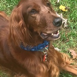 Adopt a dog:Mollie Setter/Irish Setter/Female/Adult,Mollie is with her owners who need help finding her a new home. We will help screen any potential adopters with out adoption process and help the owners find the best home possible. 

We have a beautiful full blooded female Irish setter we need to find a new home for. She is 6 years old. My husband is 73 and I am 68 and we can no longer give Mollie the walks and play she needs. She is a very sweet, affectionate dog but is becoming more and more anxious. She is a big girl for a setter at 62 lbs but very good with other dogs and children. She does not ride well in a car though we have tried!! She whines and paces. Fine at home as a rule. She needs a bordatella but otherwise is up to date on vaccines. We have records. She has been on heartworm protection her whole life. She is spayed.