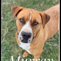 Adopt a dog:Murray/Boxer/Male/Adult,Yo! The name's Murray! Yes, I know, I am devilishly handsome. The cool folks at ARFhouse rescued me off of a chain; that's where I lived the first year of my life. That is no way for a dog to live so now I'm living it up here at the sanctuary! 

I am a SUUUUPER sweet, super cool Boxer/Mastiff/Bulldog mix, HEAVY on the mix! I am approximately 3 years old and I'm a big boy, weighing in at 78 lbs. I love to play! I get along with other dogs but any existing dog in the home should be female and weigh over 50 lbs. (I like to play rough and wouldn't want to hurt anyone!). I LOVE children and would do best in a home with kids of any age. I have perfect house manners and I am truly just the bestest boy that ever lived. All I really want is a family that loves to have fun, play and one that will love me forever. 

The fee to adopt Murray is $200.00; this includes spay/neuter, deworming, vaccinations and a microchip. If you are interested in adopting Murray, please visit our website. www.arfhouse.org and fill out an adoption application. 

**Please Note: Murray is currently located at our facility in Sherman, Texas. Adoptions are by-appointment only; if you would like to meet Murray, please fill out an application on our website. If approved, we will contact you within 48 hours to set up a time to meet Murray.