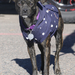 Adopt a dog:Riley/Boston Terrier/Female/Young,I am a 10 month old female brindle boxer mix. I am very scared and shy of new people. I appreciate being with other dogs and I enjoy playing. I am looking for a home with a male dog that can help me come out of my shell. 

********PLEASE READ BELOW PRIOR TO EMAILING IN**********

If you are interested in adopting this dog or any other from our rescue, please go to https://www.hobocare.org/adopt to review our home requirements and fill out an application. Please do not email and ask for more information on how to adopt, all the information is already available online. The information you see here is all that is currently available about this dog. No boxers are adopted without a completed application and home check. Thank you!