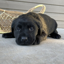 Isabelle/Labrador Retriever/Female/ Isabelle/Labrador Retriever/Female/,This darling girl is ready to be shown off to your friends! Isabelle is a gorgeous female puppy that wants to light up your life. Isabelle will have a nose to tail vet check and arrive with a current health certificate. She will love running around town with you doing errands or snuggling at home to relax. Isabelle is eager to find her forever home. Don't miss out on this spectacular companion.