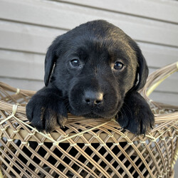Isabelle/Labrador Retriever/Female/ Isabelle/Labrador Retriever/Female/,This darling girl is ready to be shown off to your friends! Isabelle is a gorgeous female puppy that wants to light up your life. Isabelle will have a nose to tail vet check and arrive with a current health certificate. She will love running around town with you doing errands or snuggling at home to relax. Isabelle is eager to find her forever home. Don't miss out on this spectacular companion.
