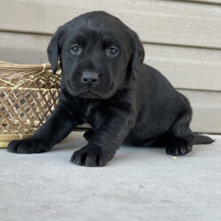 Isabelle/Labrador Retriever/Female/ Isabelle/Labrador Retriever/Female/,This darling girl is ready to be shown off to your friends! Isabelle is a gorgeous female puppy that wants to light up your life. Isabelle will have a nose to tail vet check and arrive with a current health certificate. She will love running around town with you doing errands or snuggling at home to relax. Isabelle is eager to find her forever home. Don't miss out on this spectacular companion.