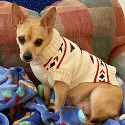 Adopt a dog:Mufasa/Chihuahua/Male/Adult,Hi, my name is Mufasa, but my friends call me Muff! I am a 4.5 year old Chihuahua mix. I love to go on long walks, and I really enjoy car rides. I am a champion snuggler. One of my most favorite things is to snuggle beside my person on the couch and gets lots of ear scratches and tummy rubs. I also love to sleep in bed with my people, under the covers....if that's allowed.  My other favorite thing is getting a yummy treat.  I will even stand on my hind legs and do a little dance to get a treat.   I get along fine with other small dogs, but big dogs sometimes scare me. I get along ok with the cats in my foster home, although I try to help myself to their food sometimes, and they don't seem to appreciate that. I don't live with kids, but I think I will have fun with them if they are gentle with me. I am crate trained and housebroken.  I am so ready to start my forever life with my new family, so please submit your application at www.humanetomorrow.org.