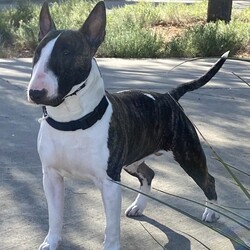 Adopt a dog:Rondo/Bull Terrier/Male/Young,Courtesy post

Please read ad for requirements

Rondo is a stunningly gorgeous Bull Terrier who is a little over a year and around 60lbs. He has been with his current owner since he was a puppy but his owner has changed positions and is now working longer hours and feels that Rondo needs a situation where he will not be kenneled as much. Rondo is house trained (does not mark) and crate trained. He is good with other dogs and he dearly loves to be chased. He can be a bit of a pest if other dogs don’t want to play with him but he backs off when told. He has a classic Bull Terrier personality, meaning he is either on or off. He has a fair amount of energy, wants to play (and play hard!) and then he falls asleep. He has been through professional training when younger and has good manners. When he gets excited and focused in on something, a light reminder from his ecollar is all it takes to refocus. He is very sweet, non aggressive and is a huge cuddle bug! Bull Terriers are not for new dog owners and not for families with young kids. We do require a house with a fenced yard (no apartments, please), where he will be an inside dog and won’t be left alone for long hours. We also do require that potential adopters have bully experience. Another large, young dog would be a bonus.