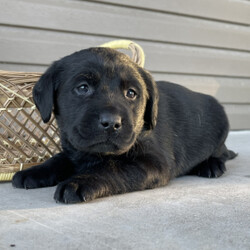 Isabelle/Labrador Retriever/Female/ Isabelle/Labrador Retriever/Female/,This darling girl is ready to be shown off to your friends! Isabelle is a gorgeous female puppy that wants to light up your life. Isabelle will have a nose to tail vet check and arrive with a current health certificate. She will love running around town with you doing errands or snuggling at home to relax. Isabelle is eager to find her forever home. Don't miss out on this spectacular companion.