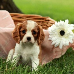 Daisy/Female /Female /Cavalier King Charles Mix Puppy Daisy/Female /Female /Cavalier King Charles Mix Puppy,Meet Daisy, an adorable Cavalier King Charles Mix puppy who just loves attention. This pup is vet checked, up to date on vaccinations and dewormer plus the breeder provides a health guarantee for Daisy. To learn more about this snugly pooch, call the breeder today!