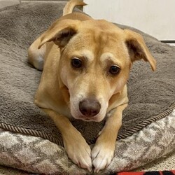 me/Labrador Retriever/Female/Baby Adopt a dog:me/Labrador Retriever/Female/Baby,
