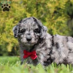 Mickey/Miniature Aussiedoodle									Puppy/Male	/7 Weeks,Mickey is an incredibly cute and loving Mini Aussiedoodle puppy with a love for adventures! He always comes running, tail wagging, to greet you with slobbery puppy kisses. He is always begging for belly rubs and scratches behind his ears, and who can say no to his cute little face? He loves following his humans everywhere, sniffing everything along the way. His bright, innocent eyes make you want to give him endless love and affection! Mama to this litter is an incredibly sweet and intelligent Australian Shepherd named Rosie. She weighs 30 lbs. Dad is a super handsome Mini Poodle named Kaspen, weighing in at 15 lbs. He also has his OFA certifications and is very eager to please. We are Canine Care Certified, a program that ensures dogs and puppies receive the highest standard of care in addition to state and federal licensing requirements. We want to hold ourselves to the highest standards and strive to give each puppy we raise a solid foundation of socialization and love, equipping them to take on the world with confidence. Each of our puppies will arrive with a complete vet exam already done, microchipped, current on vaccines and dewormer, and our one year genetic health guarantee is included. We require a $200 non-refundable deposit to reserve this baby. Please call Irma to learn more about this adorable little one. (We are available Monday through Saturday)