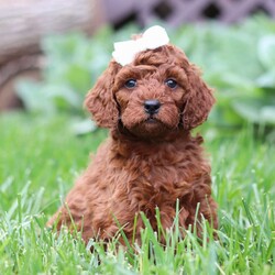 Saige/Standard Poodle									Puppy/Female	/6 Weeks,Meet Saige! Born with hair as soft as silk and the most charming of personalities, this sweet Moyen Poodle is ready to take on the world with her forever family by her side. Our little rays of sunshine are the living embodiment of the intelligence and athletic abilities that has made these  Poodles the stars that they are. Their knack for bringing smiles to the faces of everyone they meet as ensured that the pups have received endless love and attention since birth. This has allowed them to become highly socialized and very adaptable. When they join you and your family, they will have no trouble adjusting to you and your lifestyle. Mama, Zoey, is a beautiful Poodle. She is an absolute sweetheart and loves hanging out with her favorite humans. She weighs around 40 lbs. Victor is the handsome dad. He loves romping around our yard and is always down for a belly rub, he weighs 12-14 lbs. Victor is OFA certified on Eyes, Heart, LCP, and Patella. All of our puppies will arrive at their forever homes microchipped and up to date on all vaccinations and dewormer. AKC registration papers will also be included. They will have received their first vet check to ensure they are happy, healthy, and ready to join their new families. (We require a $200 deposit to reserve this baby.) Please call me anytime Monday through Saturday with any additional questions. -Irma 