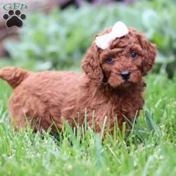 Saige/Standard Poodle									Puppy/Female	/6 Weeks,Meet Saige! Born with hair as soft as silk and the most charming of personalities, this sweet Moyen Poodle is ready to take on the world with her forever family by her side. Our little rays of sunshine are the living embodiment of the intelligence and athletic abilities that has made these  Poodles the stars that they are. Their knack for bringing smiles to the faces of everyone they meet as ensured that the pups have received endless love and attention since birth. This has allowed them to become highly socialized and very adaptable. When they join you and your family, they will have no trouble adjusting to you and your lifestyle. Mama, Zoey, is a beautiful Poodle. She is an absolute sweetheart and loves hanging out with her favorite humans. She weighs around 40 lbs. Victor is the handsome dad. He loves romping around our yard and is always down for a belly rub, he weighs 12-14 lbs. Victor is OFA certified on Eyes, Heart, LCP, and Patella. All of our puppies will arrive at their forever homes microchipped and up to date on all vaccinations and dewormer. AKC registration papers will also be included. They will have received their first vet check to ensure they are happy, healthy, and ready to join their new families. (We require a $200 deposit to reserve this baby.) Please call me anytime Monday through Saturday with any additional questions. -Irma 