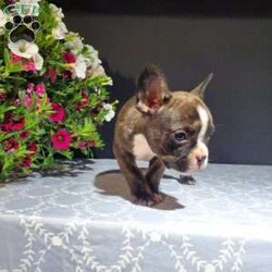 Casper/Frenchton									Puppy/Male	/6 Weeks,Meet Casper. He is a handsome Frenchton puppy. His mom is Trixie, an AKC registered French Bulldog and his dad is Flash an AKC registered Boston Terrier. Casper was raised on our 100% organic grassfed farm near Morrisville New York. He is well socialized, used to playing with children and ready for a forever home. He is vet checked and up to date on his vaccines, and dewormers. Please call us today to schedule an appointment to meet Casper and his mom Trixie and dad Flash. Call Mervin and Verna. Best time to call: Anytime Monday through Saturday. Door to door delivery available.