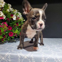 Casper/Frenchton									Puppy/Male	/6 Weeks,Meet Casper. He is a handsome Frenchton puppy. His mom is Trixie, an AKC registered French Bulldog and his dad is Flash an AKC registered Boston Terrier. Casper was raised on our 100% organic grassfed farm near Morrisville New York. He is well socialized, used to playing with children and ready for a forever home. He is vet checked and up to date on his vaccines, and dewormers. Please call us today to schedule an appointment to meet Casper and his mom Trixie and dad Flash. Call Mervin and Verna. Best time to call: Anytime Monday through Saturday. Door to door delivery available.