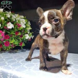 Casper/Frenchton									Puppy/Male	/6 Weeks,Meet Casper. He is a handsome Frenchton puppy. His mom is Trixie, an AKC registered French Bulldog and his dad is Flash an AKC registered Boston Terrier. Casper was raised on our 100% organic grassfed farm near Morrisville New York. He is well socialized, used to playing with children and ready for a forever home. He is vet checked and up to date on his vaccines, and dewormers. Please call us today to schedule an appointment to meet Casper and his mom Trixie and dad Flash. Call Mervin and Verna. Best time to call: Anytime Monday through Saturday. Door to door delivery available.