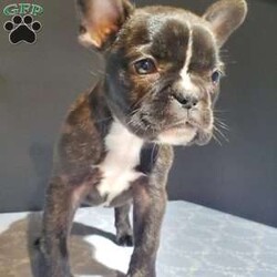 Zeke/Frenchton									Puppy/Male	/7 Weeks,Meet Zeke. He is a energetic Frenchton puppy. His mom is Tracie, an AKC registered French Bulldog and his dad is Flash an AKC registered Boston Terrier. Zeke was raised on our 100% organic grassfed farm near Morrisville New York. He is well socialized, used to playing with children and ready for a forever home. He is vet checked and up to date on his vaccines, and dewormers. Please call us today to schedule an appointment to meet Zeke and his mom Tracie and dad Flash. Call Mervin and Verna. Best time to call: Anytime Monday through Saturday. Door to door delivery available.