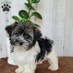 Amore/Havanese									Puppy/Male	/9 Weeks,Meet Amore! He is an adorable fluffy Havenese puppy. He is well socialized and loves to play with children. Amore is AKC registered as well as his parents. Call or text today to meet your next best friend!