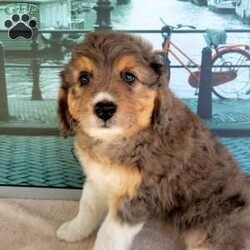 Ghost/Miniature Aussiedoodle									Puppy/Male	/8 Weeks,Meet “Ghost” the adorable blue Merle Minature Aussiedoodle, Ghost is super fun and currently being family raised on a farm with children,  making her a perfect addition to your family home! If you would like more information,  call or text the breeder today!