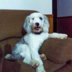 Lulu/Mini Sheepadoodle									Puppy/Female	/7 Weeks,This sweet and adorable puppy is looking for a forever family! All vaccinations and dewormings are up to date and any necessary paperwork will be provided. Raised by a large and loving family, this pup is sure to be a wonderful new companion for you! To make the transition easier, a baggie of food will also be included. Please contact anytime!