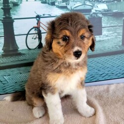 Ghost/Miniature Aussiedoodle									Puppy/Male	/8 Weeks,Meet “Ghost” the adorable blue Merle Minature Aussiedoodle, Ghost is super fun and currently being family raised on a farm with children,  making her a perfect addition to your family home! If you would like more information,  call or text the breeder today!