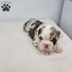 Geneva/English Bulldog									Puppy/Female	/6 Weeks,Meet Geneva! A happy puppy who is up to date with shots and dewormer, is microchipped, and is looking for a loving home! Please contact us with any questions or to come meet her!