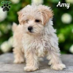 Amy/Morkie / Yorktese									Puppy/Female	/9 Weeks,If you are in search of Morkie puppies for sale, look no further! Our puppies are not only adorable but also come with the assurance of being vet checked and family raised.