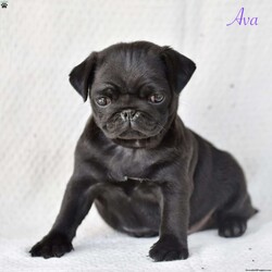 Ava/Pug									Puppy/Female	/7 Weeks,If you are in search of Pug puppies , look no further! Our puppies are not only adorable but also come with the assurance of being vet checked and family raised. They can be ICA registered.