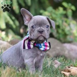 Bonnie/Frenchton									Puppy/Female	/8 Weeks,Say Hello to the cutest puppy named Bonnie! She is a sturdy little Frenchton puppy that has inherited some of the best qualities from both of her parents. Frenchtons are playful, outgoing, and love to be the center of attention. She will be sure to greet you with lots of puppy kisses and will jump all over you! With her cute little puppy-dog face you won't be able to resist her. She will be sure adapt to your family right away.