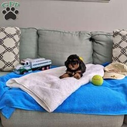 Max/Miniature Aussiedoodle									Puppy/Male	/7 Weeks,This little boy Max is raised in our home with my kids and is well socialized, friendly and playful. He has gorgeous phantom color. Dad is an AKC registered pure-bred miniature poodle and weighs 10 lbs, Mom is a mini aussiedoodle weighs 12 lbs.