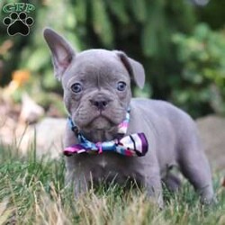 Bonnie/Frenchton									Puppy/Female	/8 Weeks,Say Hello to the cutest puppy named Bonnie! She is a sturdy little Frenchton puppy that has inherited some of the best qualities from both of her parents. Frenchtons are playful, outgoing, and love to be the center of attention. She will be sure to greet you with lots of puppy kisses and will jump all over you! With her cute little puppy-dog face you won't be able to resist her. She will be sure adapt to your family right away.