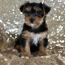 Lucy Lou/Morkie / Yorktese									Puppy/Female	/8 Weeks,Look at this beautiful little girl!  Full of life and love.  Family raised and socialized.  She is vet checked, wormed, and is up to date with shots.  Call before she is gone ! 