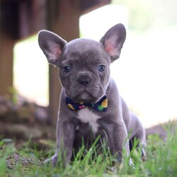King/Frenchton									Puppy/Male	/7 Weeks,Say Hello to the cutest puppy named King! He is a sturdy little Frenchton puppy that has inherited some of the best qualities from both of his parents. Frenchtons are playful, outgoing, and love to be the center of attention. He will be sure to greet you with lots of puppy kisses and will jump all over you! With his cute little puppy-dog face you won't be able to resist him. He will be sure adapt to your family right away.