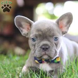 King/Frenchton									Puppy/Male	/7 Weeks,Say Hello to the cutest puppy named King! He is a sturdy little Frenchton puppy that has inherited some of the best qualities from both of his parents. Frenchtons are playful, outgoing, and love to be the center of attention. He will be sure to greet you with lots of puppy kisses and will jump all over you! With his cute little puppy-dog face you won't be able to resist him. He will be sure adapt to your family right away.