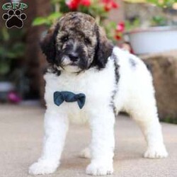 Avery/Standard Poodle									Puppy/Male	/7 Weeks,Meet Avery, our beautiful Standard Poodle with a super lively and playful personality! He comes with limit AKC registration. If you are looking for a well socialized and confident puppy, you are definitely at the right place. This little boy loves attention, and he’s also extremely alert and eager so he should catch on to things quickly. Poodles are known to make wonderful family pets, they are highly trainable and low shedding dogs. 