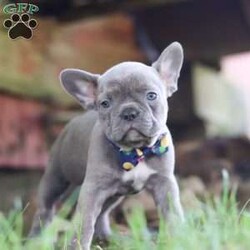 King/Frenchton									Puppy/Male	/7 Weeks,Say Hello to the cutest puppy named King! He is a sturdy little Frenchton puppy that has inherited some of the best qualities from both of his parents. Frenchtons are playful, outgoing, and love to be the center of attention. He will be sure to greet you with lots of puppy kisses and will jump all over you! With his cute little puppy-dog face you won't be able to resist him. He will be sure adapt to your family right away.
