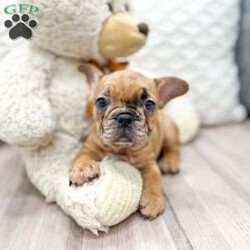 Ava/Frenchton									Puppy/Female	/7 Weeks,This sweet and adorable puppy is looking for a forever family! All vaccinations and dewormings are up to date and any necessary paperwork will be provided. Raised by a large and loving family, this pup is sure to be a wonderful new companion for you! To make the transition easier, a baggie of food will also be included. Please contact anytime!