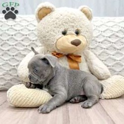 Daisy/Frenchton									Puppy/Female	/8 Weeks,This sweet and adorable puppy is looking for a forever family! All vaccinations and dewormings are up to date and any necessary paperwork will be provided. Raised by a large and loving family, this pup is sure to be a wonderful new companion for you! To make the transition easier, a baggie of food will also be included. Please contact anytime!