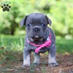 Jupiter/Frenchton									Puppy/Female	/5 Weeks,Jupiter is that one of a kind Frenchton puppy! She has been loved and doted on since day one. As a licensed veterinarian, I strive to give my dogs and puppies the best care possible. We are avid dog lovers and all our dogs are devoted members of our family. This litter has been raised in our home. Jupiter is super sweet and friendly and has that infectious happy energy that lights up any room she walks into. Her playful hops and bounces are incredibly adorable. She will always come running to greet you with many puppy kisses. Mama to this litter is named Luna. She is a very sweet and outgoing girl and a wonderful mama to her babies. She is a 3/4 French Bulldog and 1/4 Boston Terrier. Dad is a super handsome French Bulldog named Leonard. The babies are 7/8 French Bulldog and 1/8 Boston Terrier. They have the darling Frenchie looks with a small amount of Boston Terrier characteristics that compliments them perfectly. Each of our babies will arrive at their new home with a complete vet exam done, microchipped, current on vaccinations and deworming, and our one year genetic health guarantee will be included. We require a deposit to reserve this puppy. Call or text me for more information or to schedule a visit. If you are unable to visit we also offer shipping. -Dr. Joe Varga