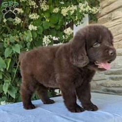 Zoey/Newfoundland									Puppy/Female	/6 Weeks,This girl is handled daily and loves to play in our yard. She’s a gem who does well with going outside to potty and plays so well with our other dogs. Our kids like to play chase with them.