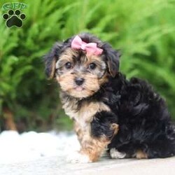 Avery/Morkie / Yorktese									Puppy/Female	/9 Weeks,Look at this little cutie named Avery! She is a beautiful little Morkie that loves being the center of attention. She loves running around in the leaves playing hide and seek with her best friend. Morkies have lots of energy, this makes her the perfect puppy for your family. Despite their high energy, they also love being cuddled on the couch while you watch your favorite TV show. 